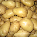 New crop mesh bag  pack Yellow flesh potato wholesale fresh potato